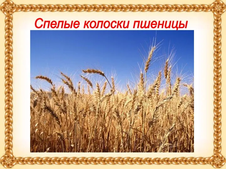 Спелые колоски пшеницы
