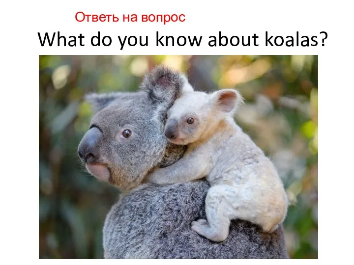 Ответь на вопрос What do you know about koalas?