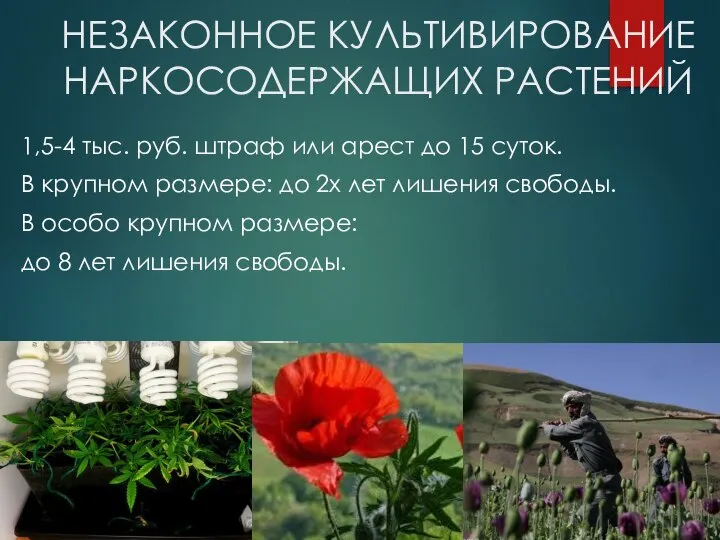 НЕЗАКОННОЕ КУЛЬТИВИРОВАНИЕ НАРКОСОДЕРЖАЩИХ РАСТЕНИЙ 1,5-4 тыс. руб. штраф или арест до