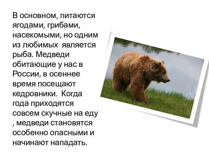 В основном, питаются ягодами, грибами, насекомыми, но одним из любимых является