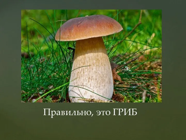 Правильно, это ГРИБ