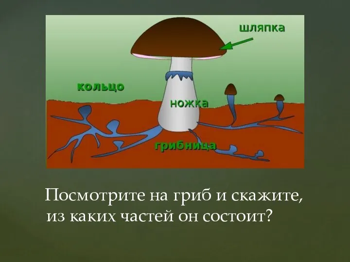 Посмотрите на гриб и скажите, из каких частей он состоит?