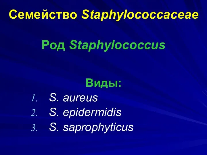 Семейство Staphylococcaceae Род Staphylococcus Виды: S. aureus S. epidermidis S. saprophyticus