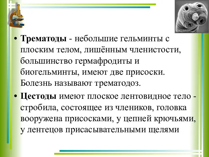 Трематоды - небольшие гельминты с плоским телом, лишённым членистости, большинство гермафродиты