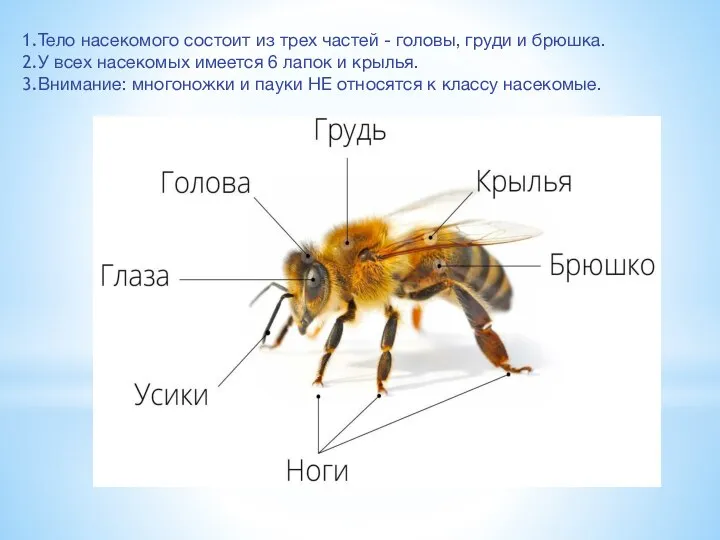 Тело насекомого состоит из трех частей - головы, груди и брюшка.