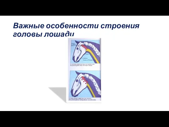 Важные особенности строения головы лошади