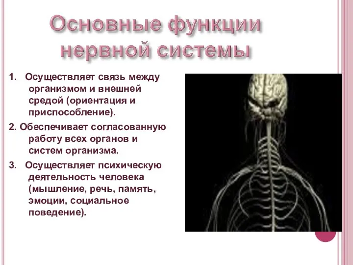 1. Осуществляет связь между организмом и внешней средой (ориентация и приспособление).