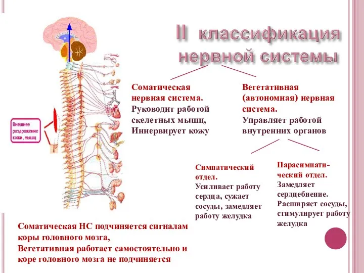 Соматическая нервная система. Руководит работой скелетных мышц, Иннервирует кожу Вегетативная (автономная)