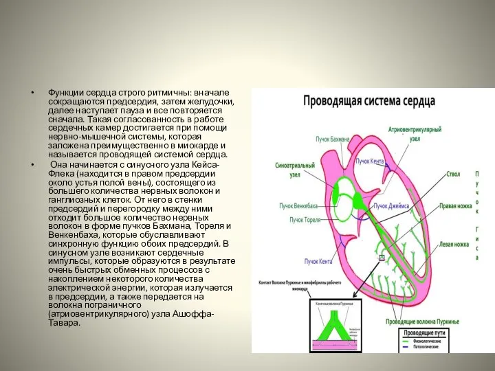 Функции сердца строго ритмичны: вначале сокращаются предсердия, затем желудочки, далее наступает