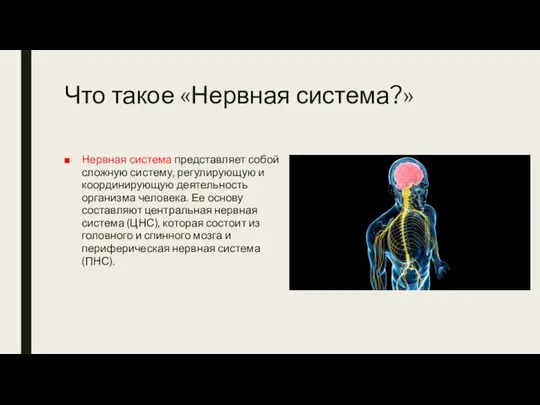 Что такое «Нервная система?» Нервная система представляет собой сложную систему, регулирующую