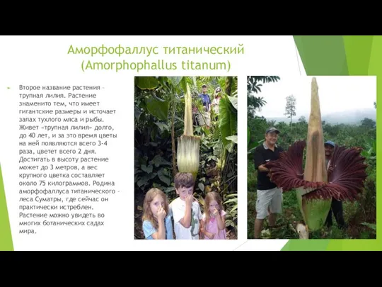 Аморфофаллус титанический (Amorphophallus titanum) Второе название растения – трупная лилия. Растение