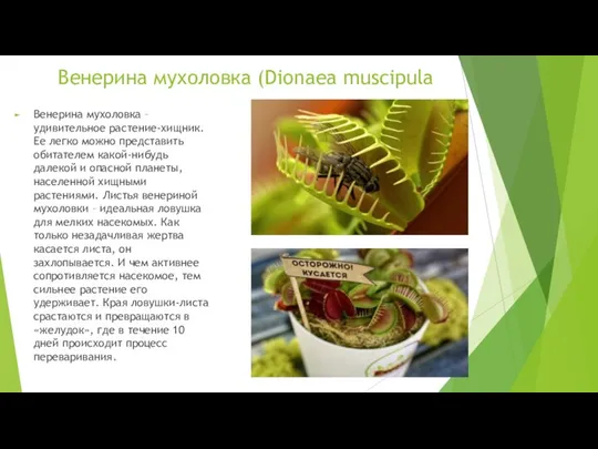 Венерина мухоловка (Dionaea muscipula Венерина мухоловка – удивительное растение-хищник. Ее легко