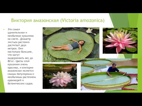 Виктория амазонская (Victoria amozonica) Это самая удивительная и необычная кувшинка на