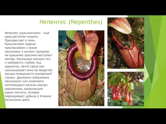 Непентес (Nepenthes) Непентес (кувшиночник) – ещё одно растение-хищник. Произрастает в Азии.