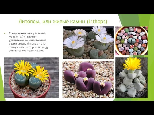 Литопсы, или живые камни (Lithops) Среди комнатных растений можно найти самые