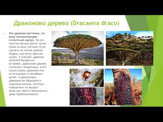 Драконово дерево (Dracaena draco) Это древнее растение, по виду напоминающее гигантский