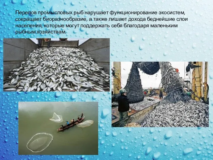 Перелов промысловых рыб нарушает функционирование экосистем, сокращает биоразнообразие, а также лишает
