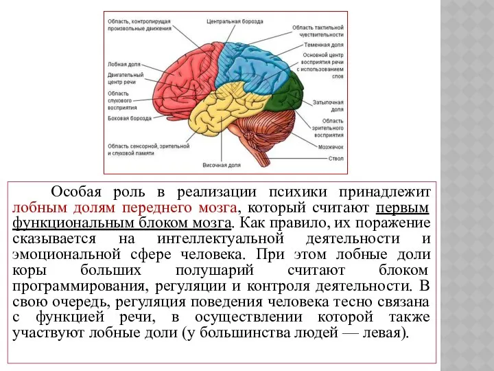 Особая роль в реализации психики принадлежит лобным долям переднего мозга, который