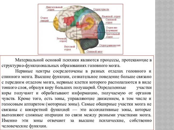 Материальной основой психики являются процессы, протекающие в структурно-функциональных образованиях головного мозга.
