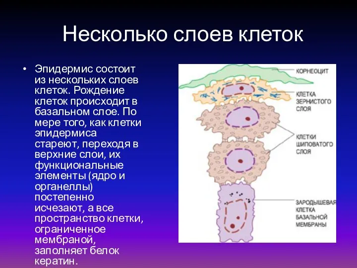 Несколько слоев клеток Эпидермис состоит из нескольких слоев клеток. Рождение клеток