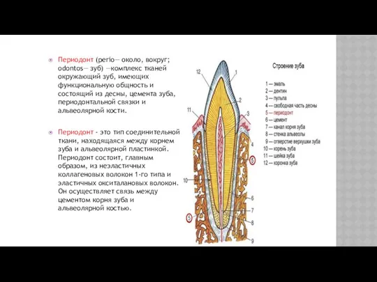 Периодонт (perio— около, вокруг; odontos— зуб) —комплекс тканей окружающий зуб, имеющих