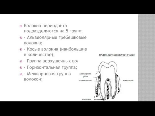 Волокна периодонта подразделяются на 5 групп: - Альвеолярные гребешковые волокна; -