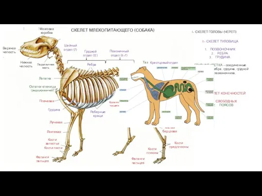 Кости предплюсны Кости плюсны Лучевая Локтевая Плечевая Грудина Кости запястья Кости