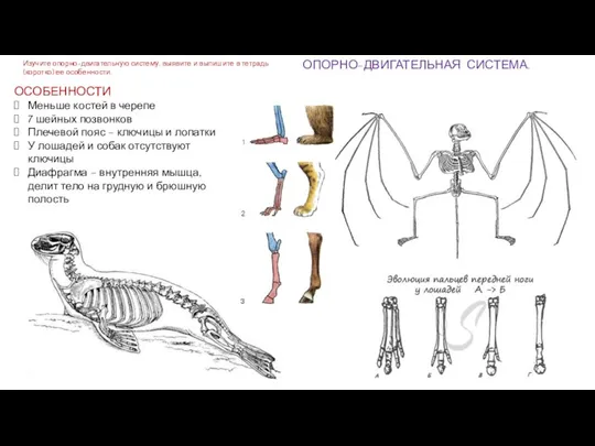 ОПОРНО-ДВИГАТЕЛЬНАЯ СИСТЕМА. ОСОБЕННОСТИ Меньше костей в черепе 7 шейных позвонков Плечевой