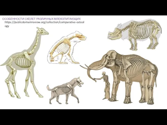 https://publicdomainreview.org/collection/comparative-osteology ОСОБЕННОСТИ СКЕЛЕТ РАЗЛИЧНЫХ МЛЕКОПИТАЮЩИХ