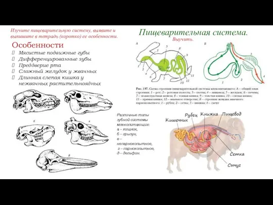 Пищеварительная система. Особенности Мясистые подвижные губы Дифференцированные зубы Преддверие рта Сложный