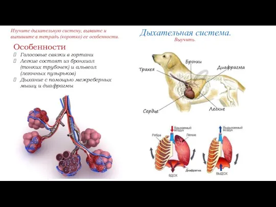 Дыхательная система. Особенности Голосовые связки в гортани Легкие состоят из бронхиол