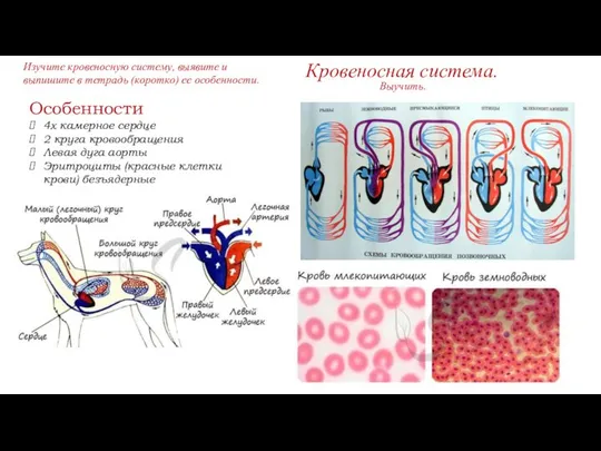 Кровеносная система. Особенности 4х камерное сердце 2 круга кровообращения Левая дуга