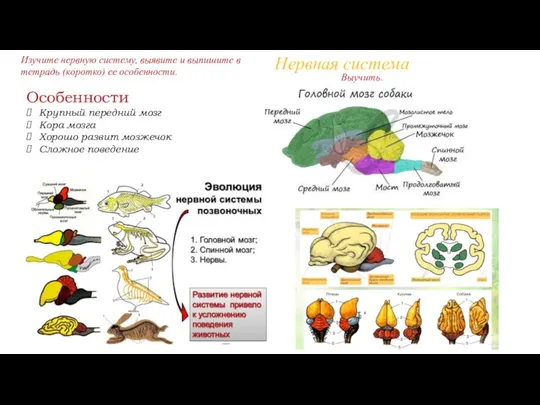 Нервная система Особенности Крупный передний мозг Кора мозга Хорошо развит мозжечок