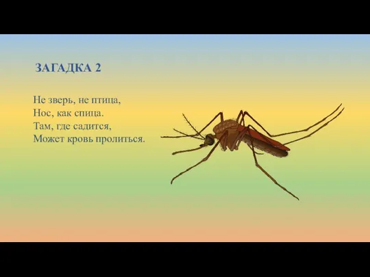 ЗАГАДКА 2 Не зверь, не птица, Нос, как спица. Там, где садится, Может кровь пролиться.