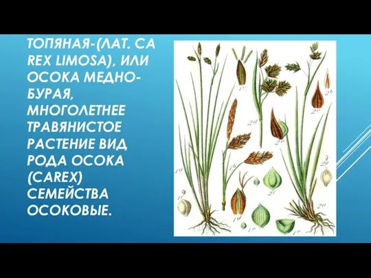 ОСОКА ТОПЯНАЯ-(ЛАТ. CAREX LIMOSA), ИЛИ ОСОКА МЕДНО-БУРАЯ, МНОГОЛЕТНЕЕ ТРАВЯНИСТОЕ РАСТЕНИЕ ВИД РОДА ОСОКА (CAREX) СЕМЕЙСТВА ОСОКОВЫЕ.