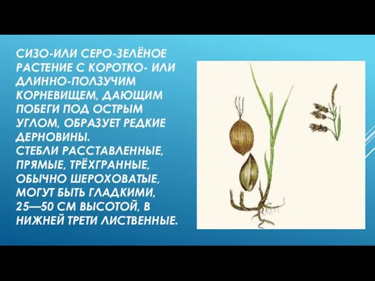 СИЗО-ИЛИ СЕРО-ЗЕЛЁНОЕ РАСТЕНИЕ С КОРОТКО- ИЛИ ДЛИННО-ПОЛЗУЧИМ КОРНЕВИЩЕМ, ДАЮЩИМ ПОБЕГИ ПОД