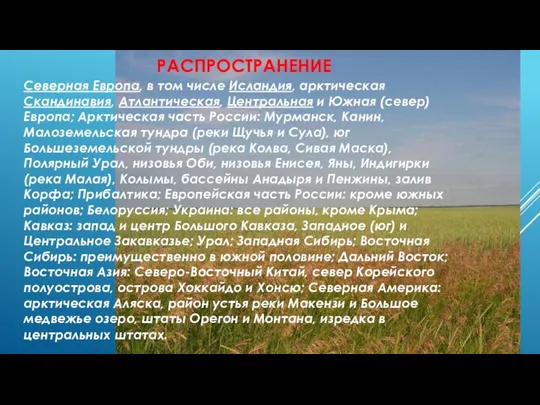 РАСПРОСТРАНЕНИЕ Северная Европа, в том числе Исландия, арктическая Скандинавия, Атлантическая, Центральная