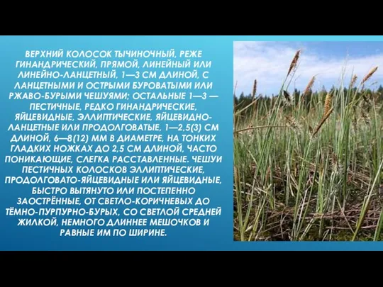 ВЕРХНИЙ КОЛОСОК ТЫЧИНОЧНЫЙ, РЕЖЕ ГИНАНДРИЧЕСКИЙ, ПРЯМОЙ, ЛИНЕЙНЫЙ ИЛИ ЛИНЕЙНО-ЛАНЦЕТНЫЙ, 1—3 СМ