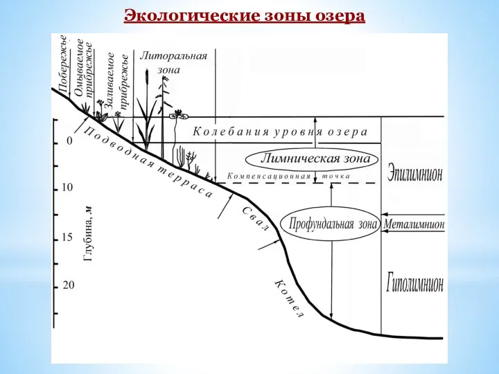 Экологические зоны озера