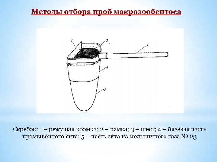 Методы отбора проб макрозообентоса Скребок: 1 – режущая кромка; 2 –