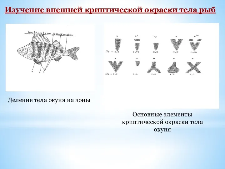 Деление тела окуня на зоны Основные элементы криптической окраски тела окуня