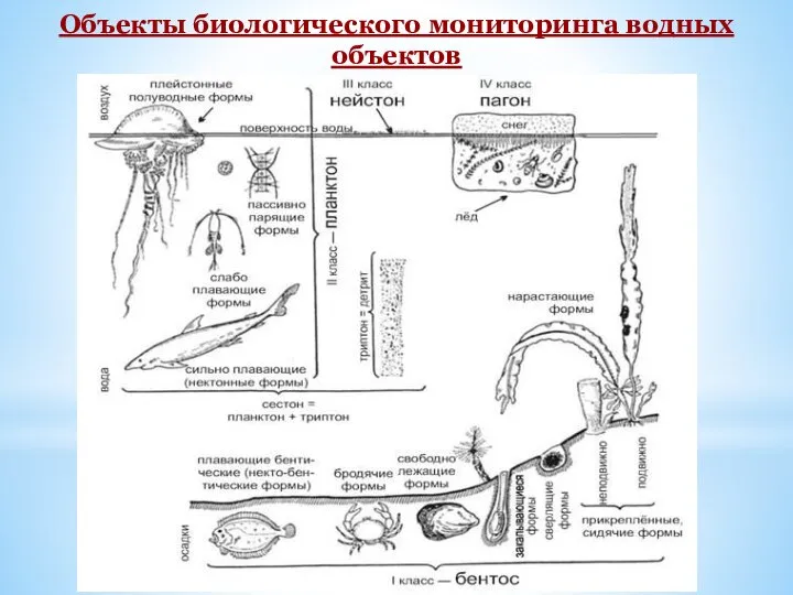 Объекты биологического мониторинга водных объектов