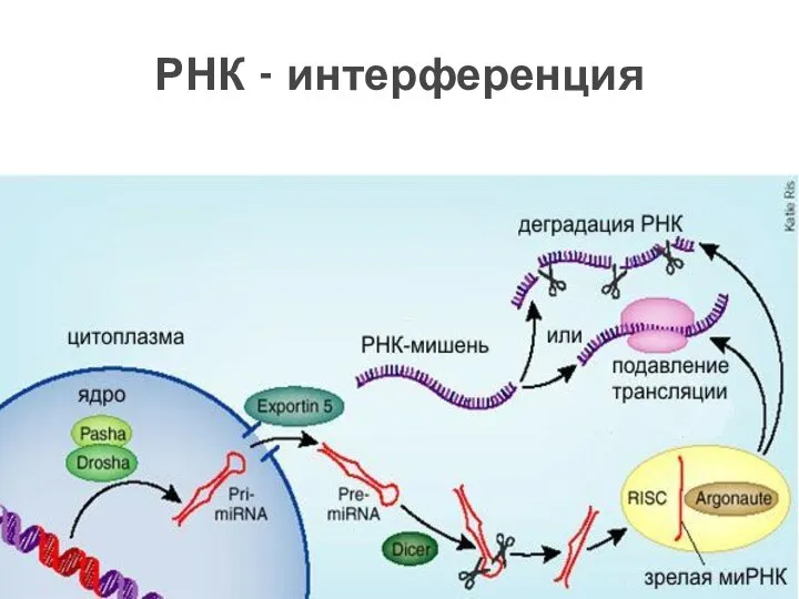 РНК - интерференция