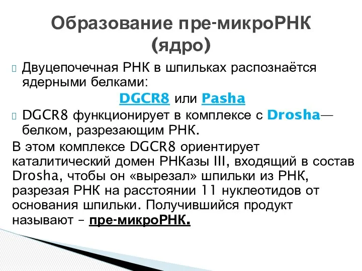 Двуцепочечная РНК в шпильках распознаётся ядерными белками: DGCR8 или Pasha DGCR8