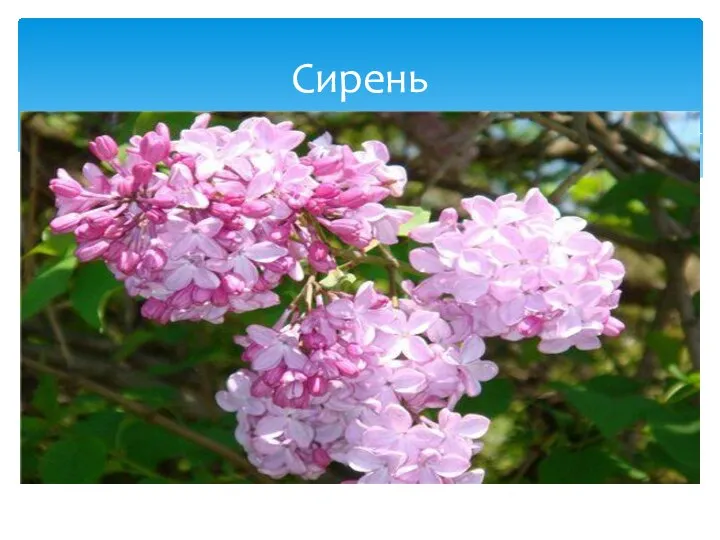 Сирень