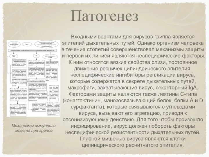 Патогенез Механизмы иммунного ответа при гриппе Входными воротами для вирусов гриппа