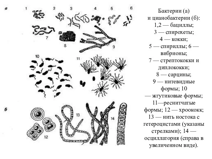Бактерии (а) и цианобактерии (б): 1,2 — бациллы; 3 — спирохеты;