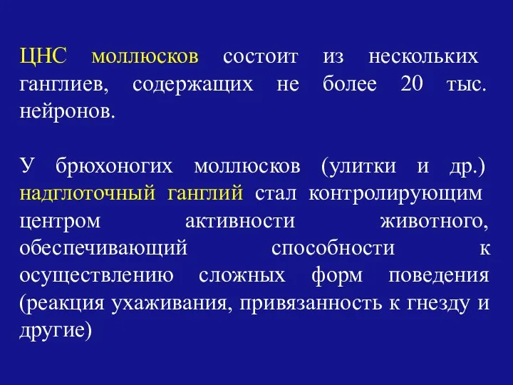 ЦНС моллюсков состоит из нескольких ганглиев, содержащих не более 20 тыс.