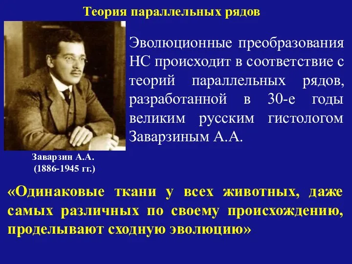 Теория параллельных рядов Заварзин А.А. (1886-1945 гг.) Эволюционные преобразования НС происходит