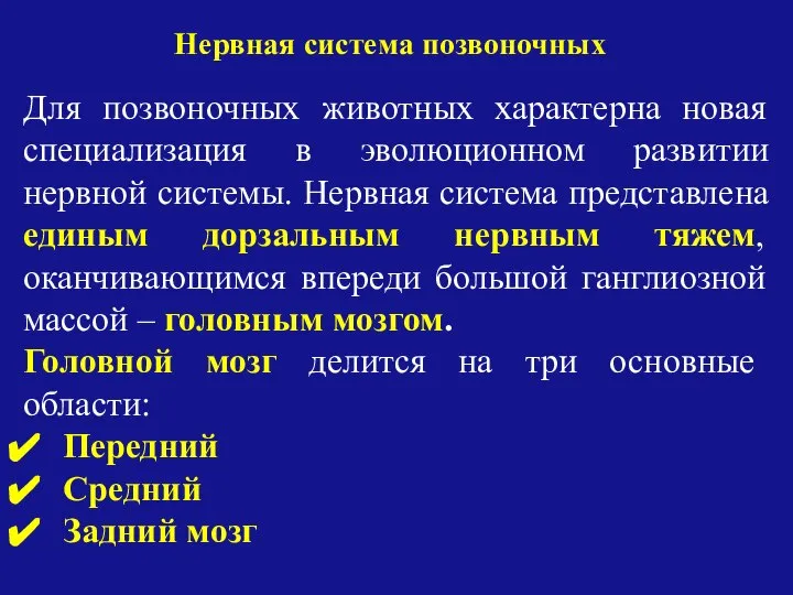 Для позвоночных животных характерна новая специализация в эволюционном развитии нервной системы.